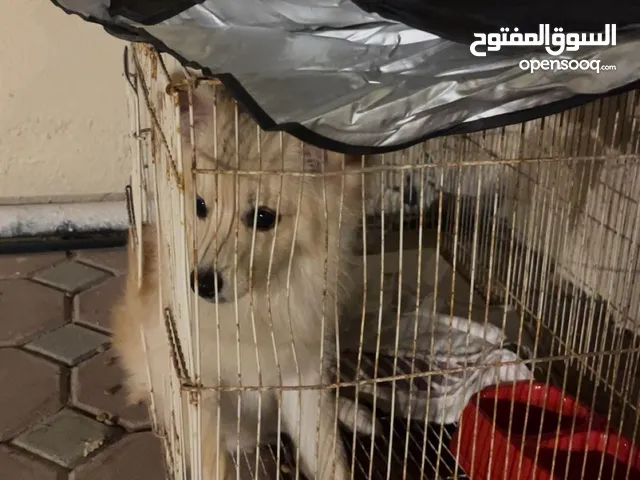 كلب بومرينيان