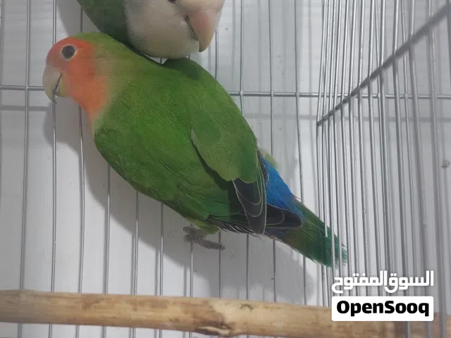 كوبيا بركاديلو (روز)للبيع
