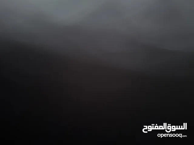 انثى نوعها ببيكنز
