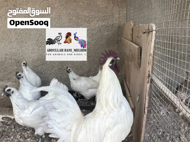 لعشاق التميز والسلالات النادره متاح لمبرجيني ابيض وذهبي سلاله مستورده صافيه استيراد الماني لأول مره