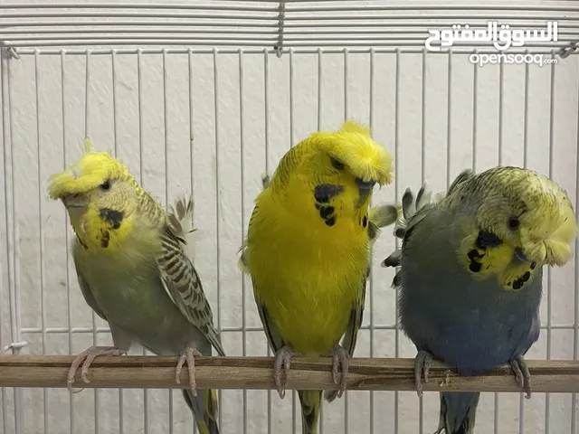 For sale 1pair and one single ,بادجي/Budgerigar