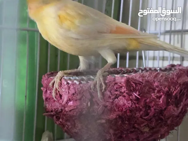 السلام عليكم كناري غير معروف الجنس يغرد بصوت ننصي كلش حلو صحته فول يخبل سعره 35