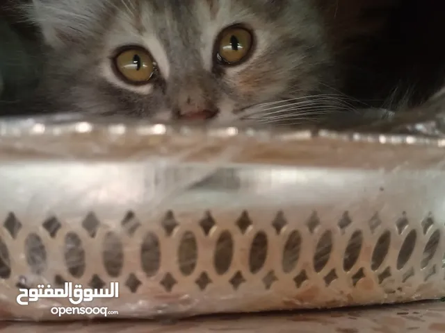قطة للبيع......