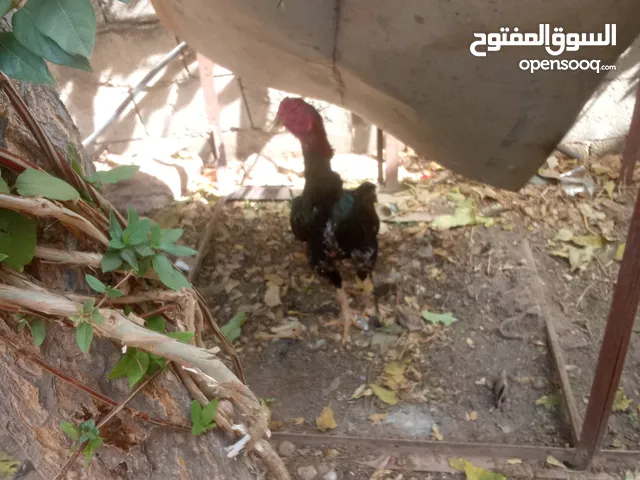 دجاج تركي رفع