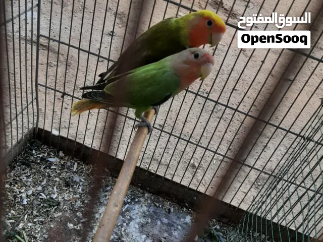 اقرا الوصف كوبية بركديلو بي 140