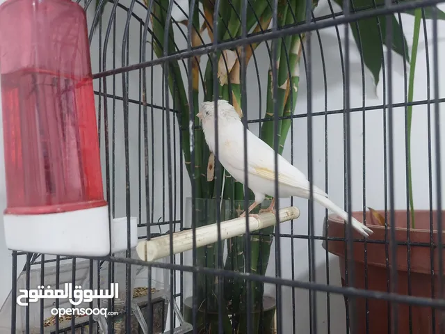 كناري شرط التغريد