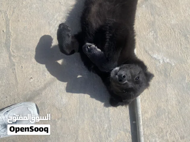 جيرمن بلاك