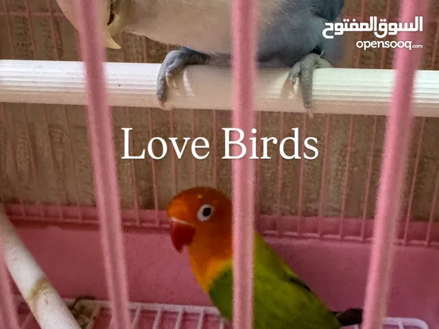 Love birds