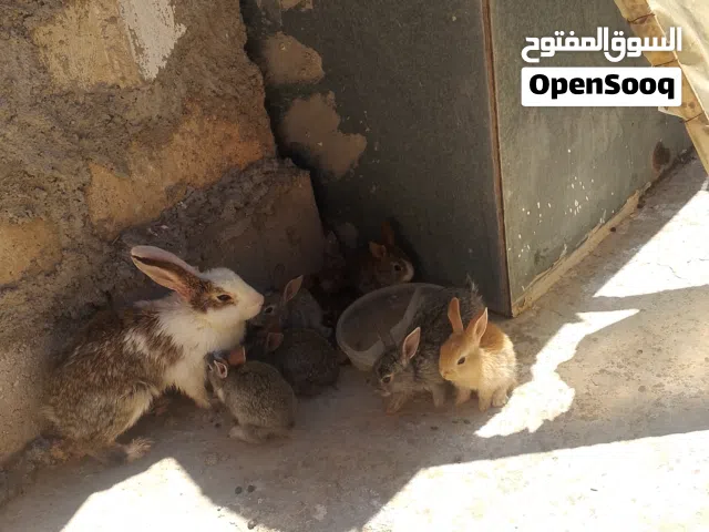 بسم الله ماشاء أرنبه بلديه معاها خمس ارانب صغار
