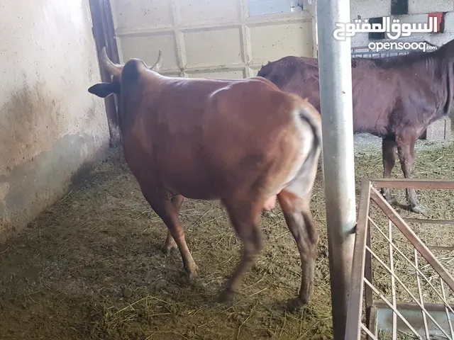 أبقار عمانيه للبيع