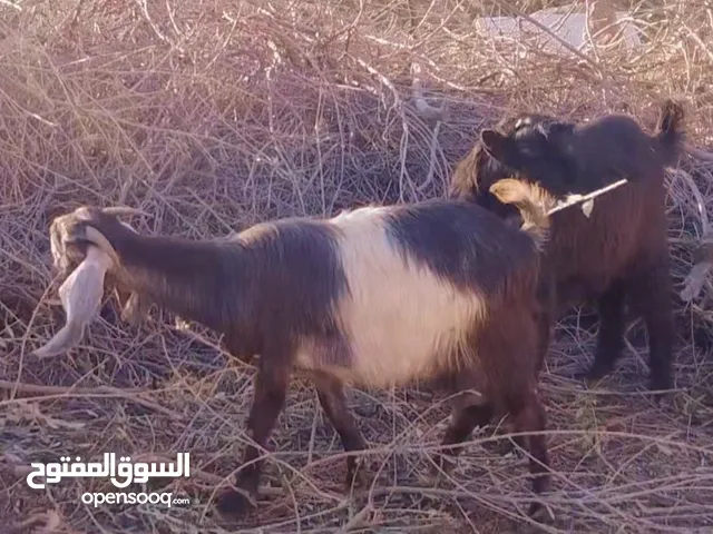 غنم شامي للبيع
