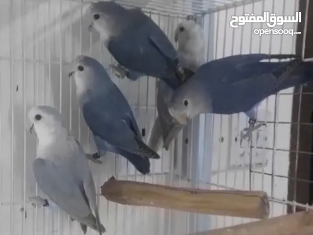 love bird mashaallah