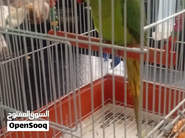 ببغاء درة انثى للبيه ب45 دينار مع القفص