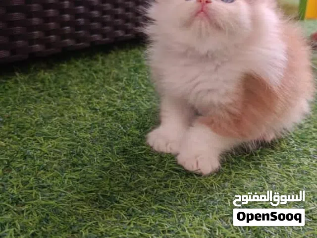 قطتين شيرازي منزليات بصحه جيده للبيع بكامل عتادها