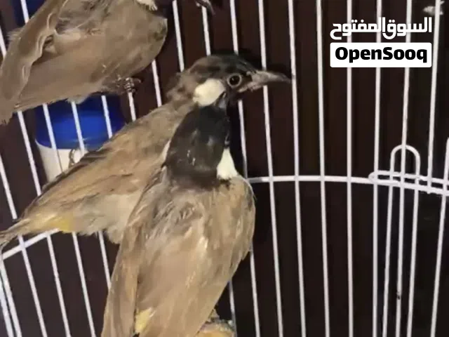 طيور بلايل
