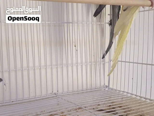 للبيع زوج كوكتيل الفحل وايت فيس انكليزي والنثيه شكريه مسبعه امايه تبزير عراقي