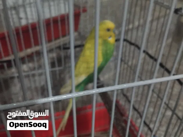سلام عليكم موجود طيره روز و فحل حب للبيع طلع على الوصف
