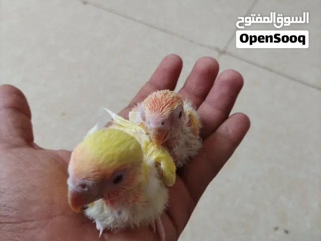 مطلوب افراخ روز او كوكتيل
