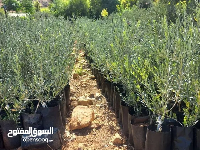 مشتل شجر شتل زيتون مركب وعقل جميع الاصناف