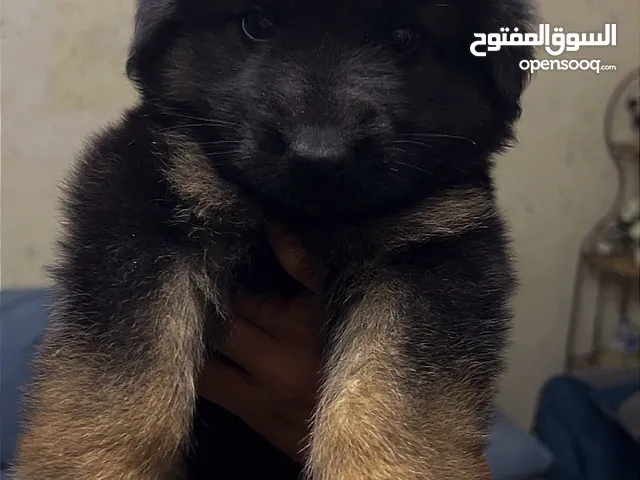 ذكر جيرمن فل شولاين