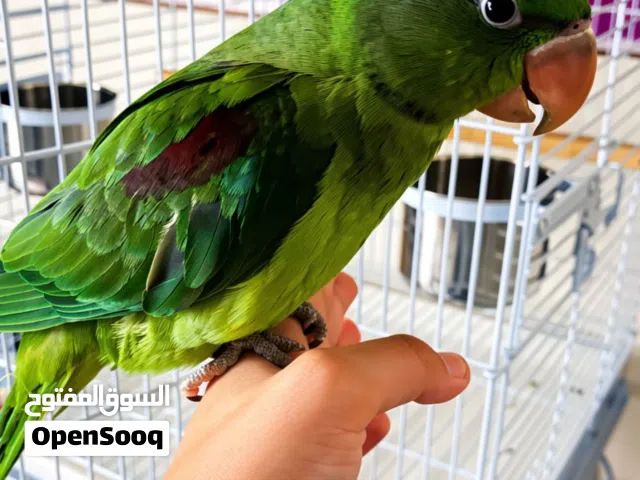 ببغاء كسندرا اليف