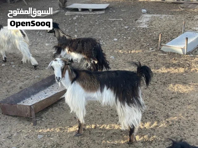 ذبايح صغار للبيع تيس وصخلات