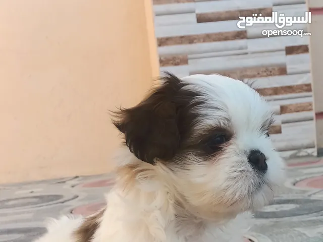 Shih Tzu Puppy