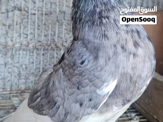 مطلوب زوج قلاب فراشه نفس اللي بالفديوه