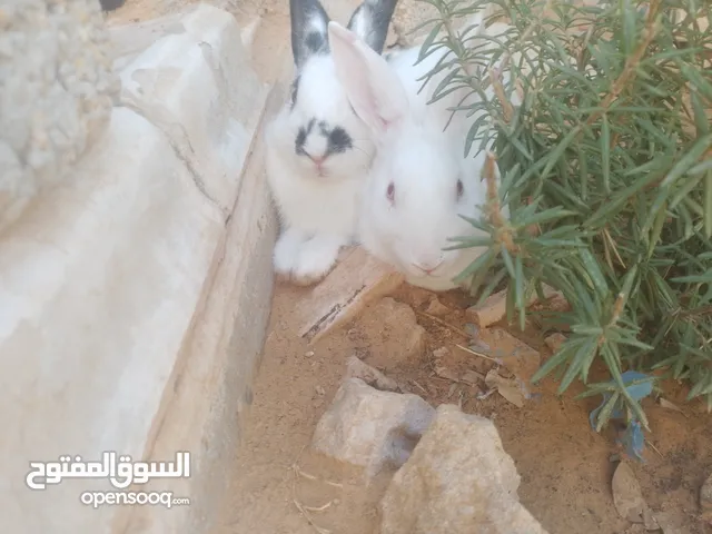 ارانب ربي يبارك كوبيليه _