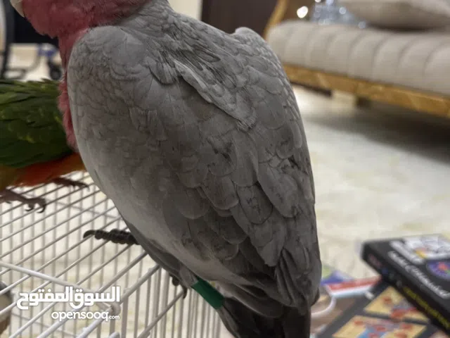 للبيعRose-breasted Cockatoo