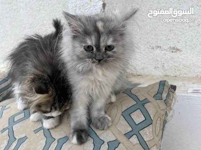 قطه تركش انجوره