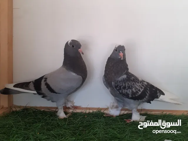 انتاج تاكلا للبيع امهات عمودي
