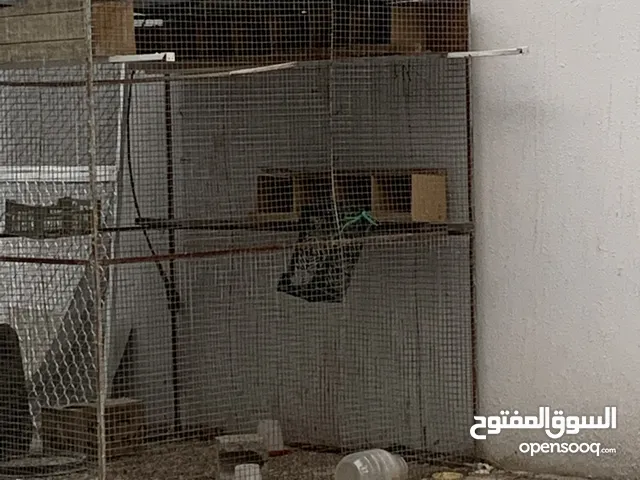 بيع قفص الطيور