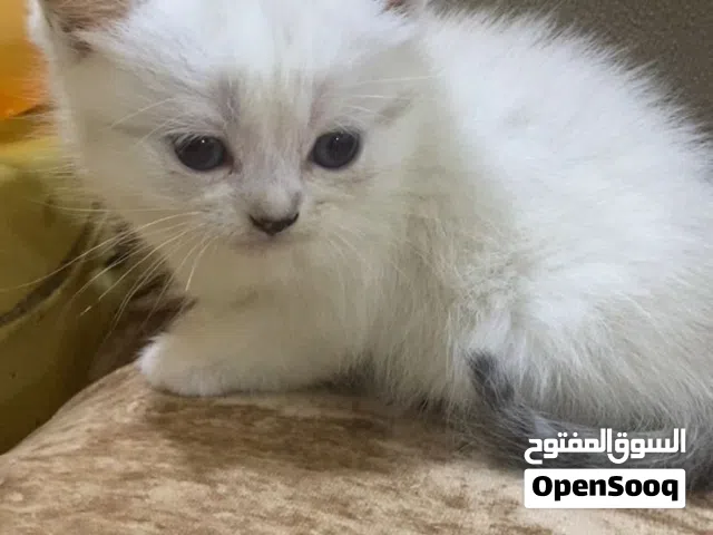 قطه مكس سكوتش + انكورا