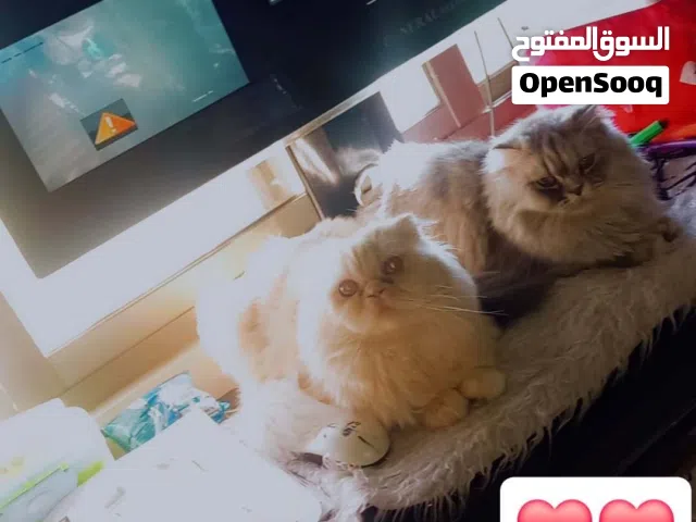 قطين للبيع لعبوات  نوع شيرازي × بريتيش لونغ هير.