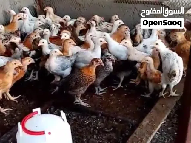 للبيع دجاج عماني محلي
