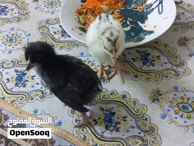 زوج افراخ عرب