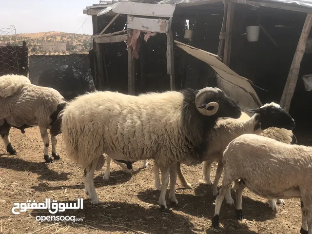 كبش مرعى الله يبارك