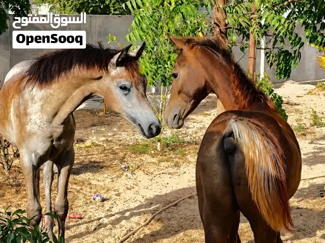 امهر عربية ( مهر & مهره )