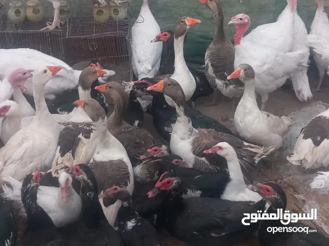 موجود بط بلدي ذكور لذبح حبات جامبو +جواز وز شغال + حبش ابيض ذكور واناثي في مادبا