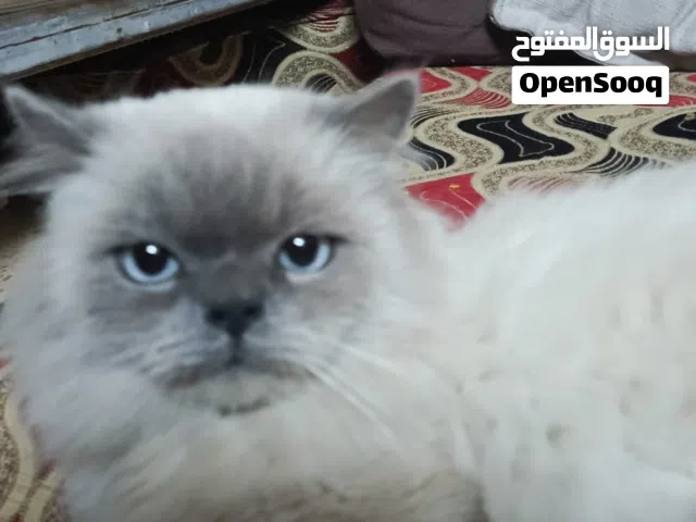 قط الهملايا ذكر للبيع