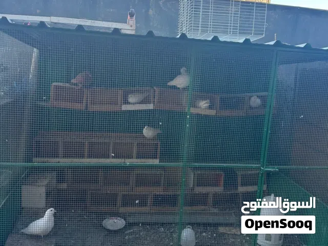 طيور دشتي باكستاني زاجل شمسي