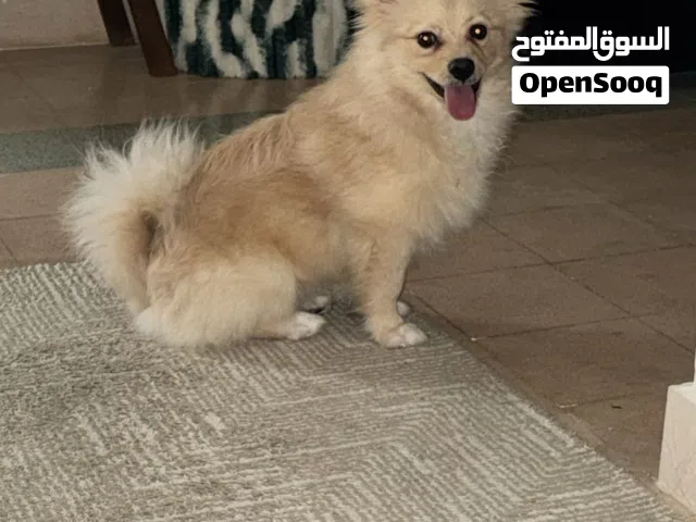 7 شهور و نص تقريبا   بومرينين ذكر لبيع