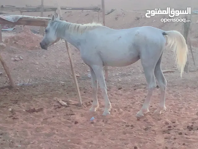 حصان عربي شعبي للبيع