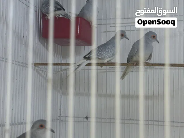 حمام ملكي تلث ازواج