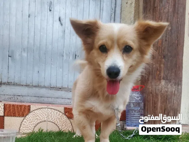 كلب الهجين ميكس بوميرانيان