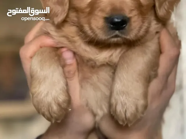 Male and female golden rutviluer pupies top level