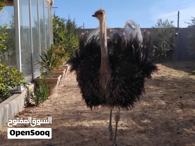 نعام ..مشاءالله...