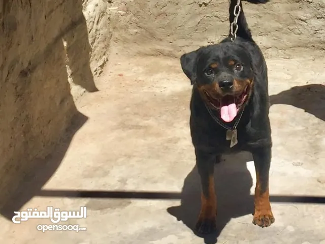 دكر روت للبيع