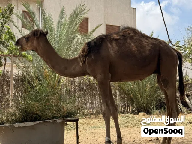 قعود وطني للبيع